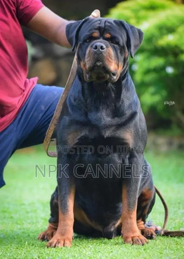 හැමර්, rottweiler Direct important serbia