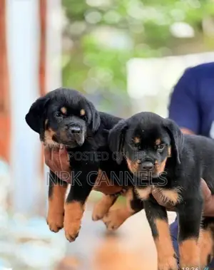 හැමර්, rottweiler Direct important serbia
