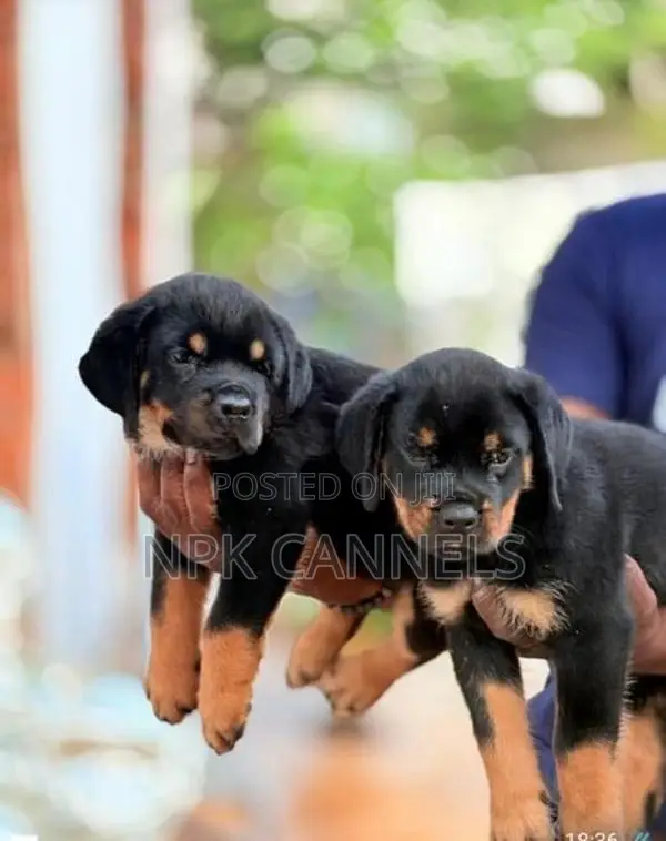 හැමර්, rottweiler Direct important serbia