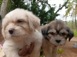 Shih Tzu Dog