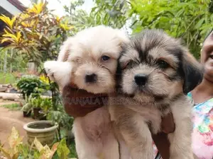 Shih Tzu Dog