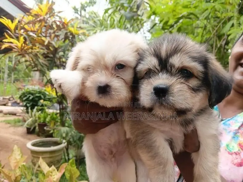 Shih Tzu Dog