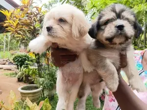 Shih Tzu Dog