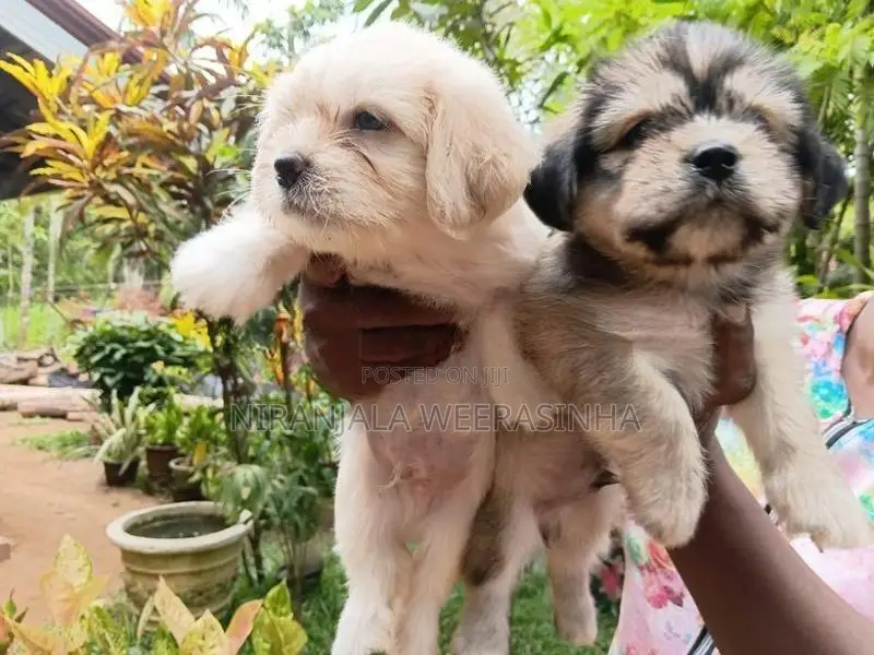 Shih Tzu Dog