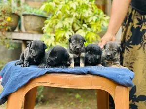German Shepherd crossed Dog | Puppy