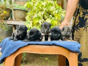 German Shepherd crossed Dog | Puppy