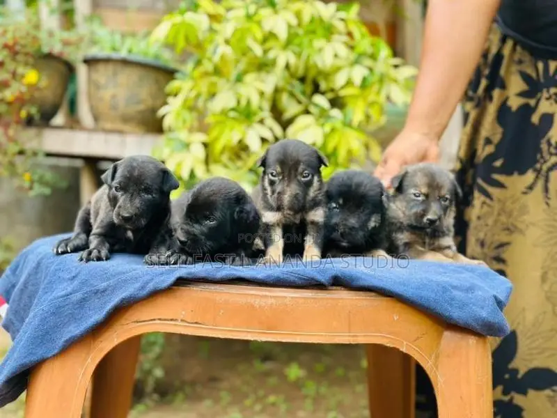German Shepherd crossed Dog | Puppy