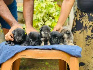 German Shepherd crossed Dog | Puppy