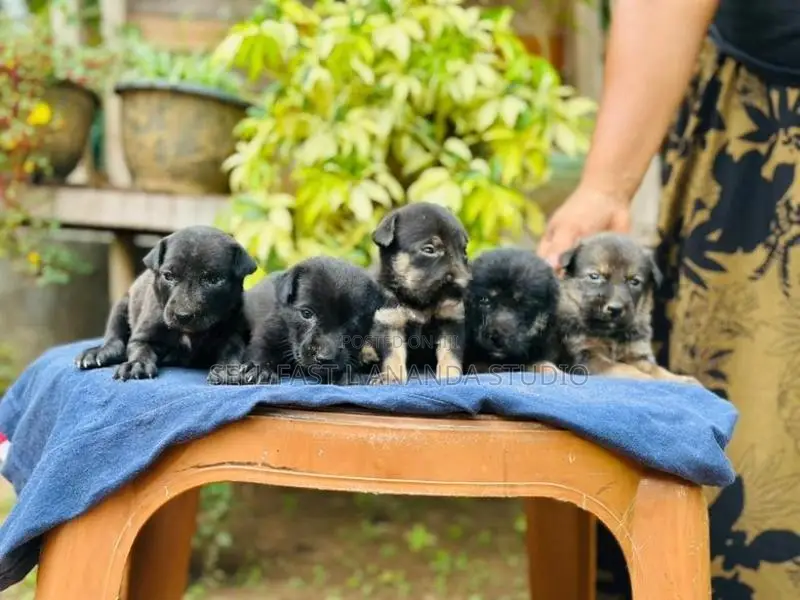 German Shepherd crossed Dog | Puppy