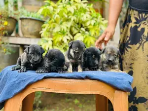 German Shepherd crossed Dog | Puppy