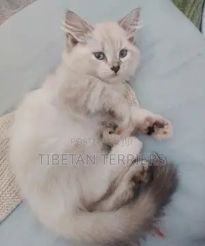Persian Cat