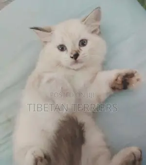 Persian Cat