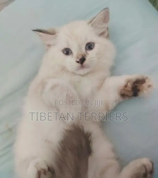 Persian Cat