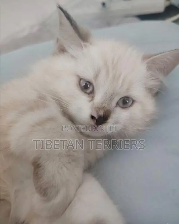 Persian Cat