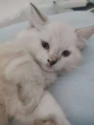 Persian Cat