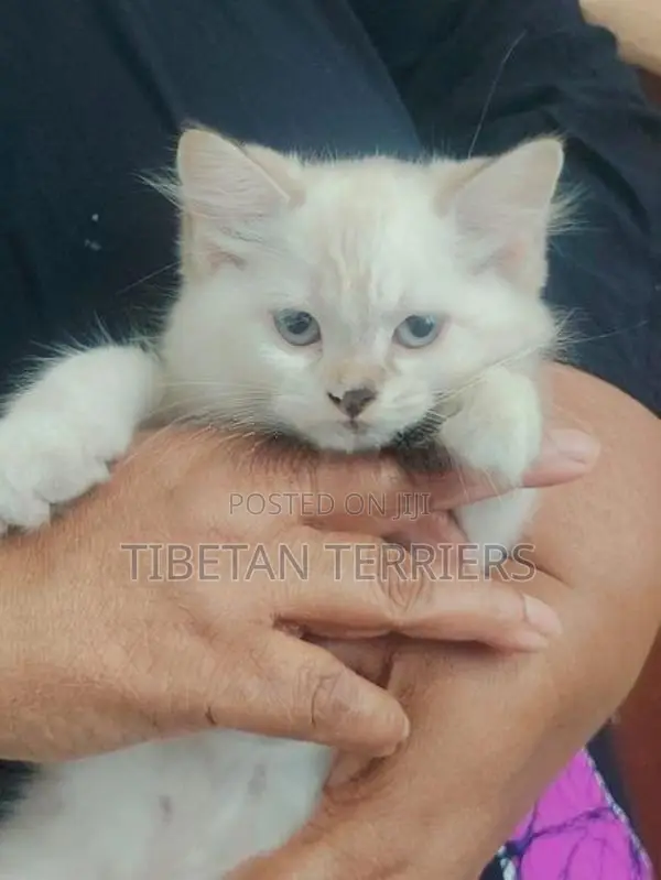 Persian Cat