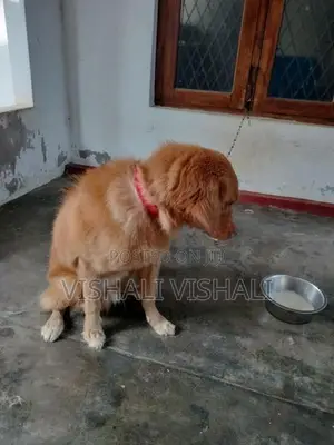 Golden Retriever Dog