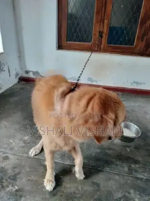 Golden Retriever Dog