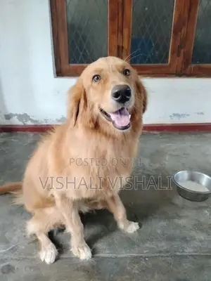 Golden Retriever Dog