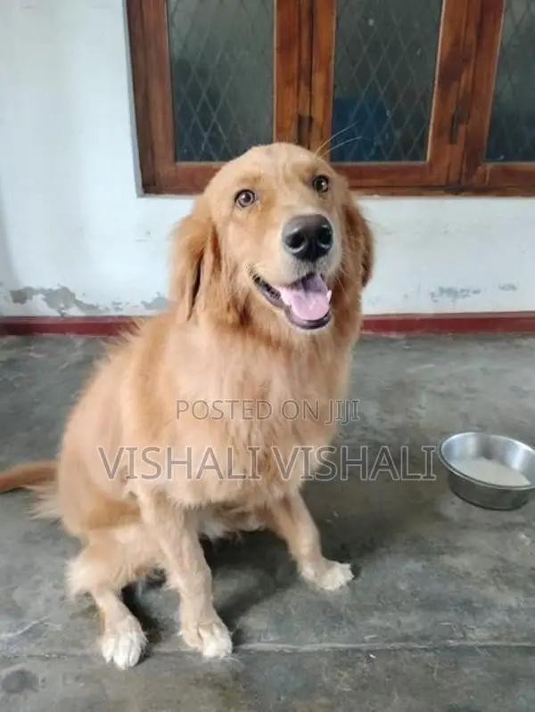 Golden Retriever Dog