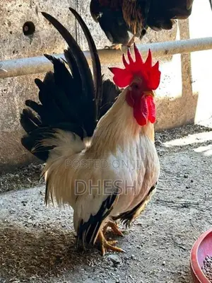Bantam Chickens