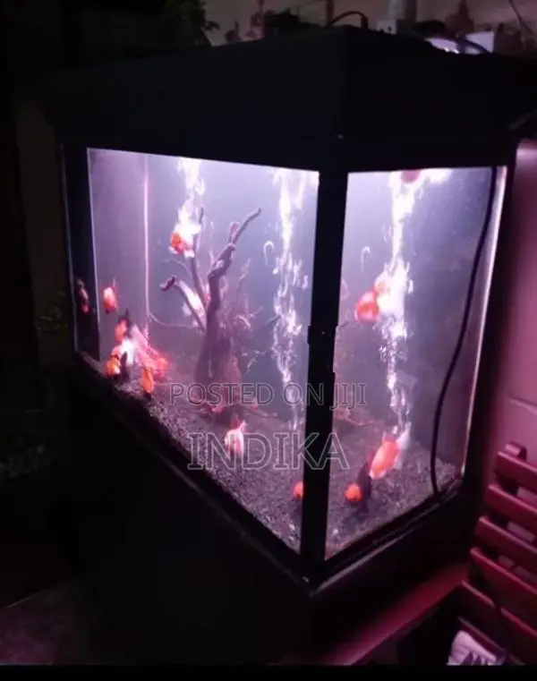 3 Feet Fish Tank