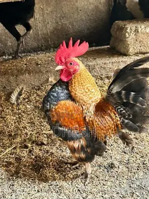 Bantam Chickens