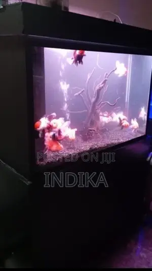 3 Feet Fish Tank