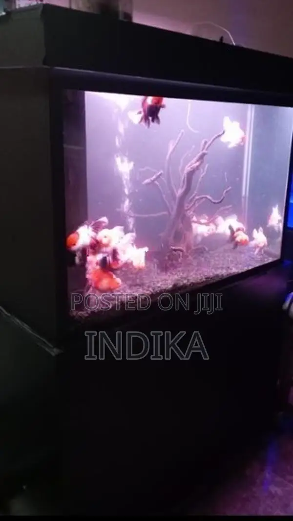 3 Feet Fish Tank