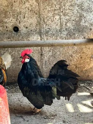 Bantam Chickens