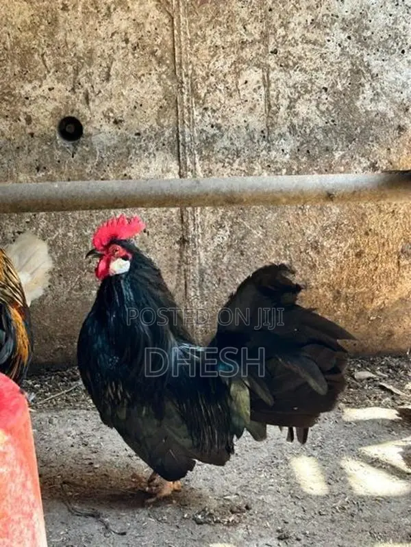 Bantam Chickens