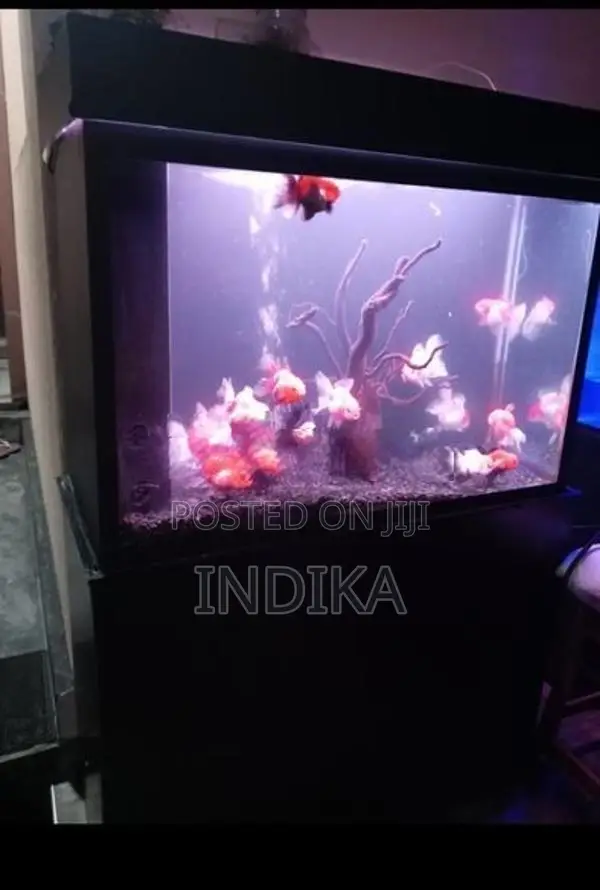 3 Feet Fish Tank
