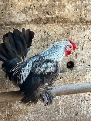 Bantam Chickens