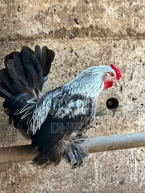 Bantam Chickens