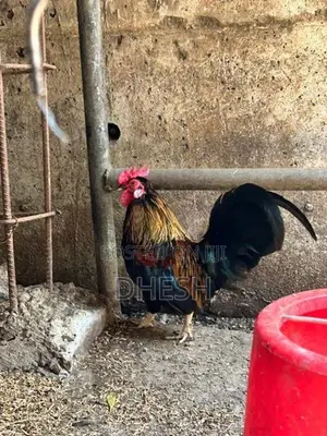 Bantam Chickens