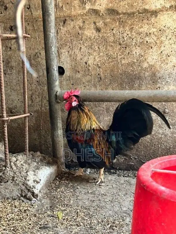 Bantam Chickens