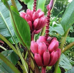 දෙවොල් රත් කෙසෙල් පැළ