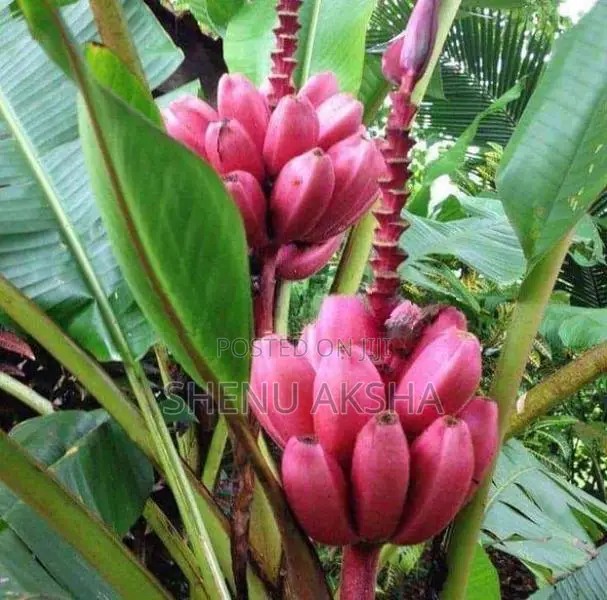 දෙවොල් රත් කෙසෙල් පැළ