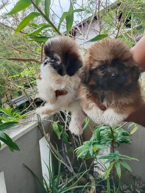 Shih Tzu Puppies