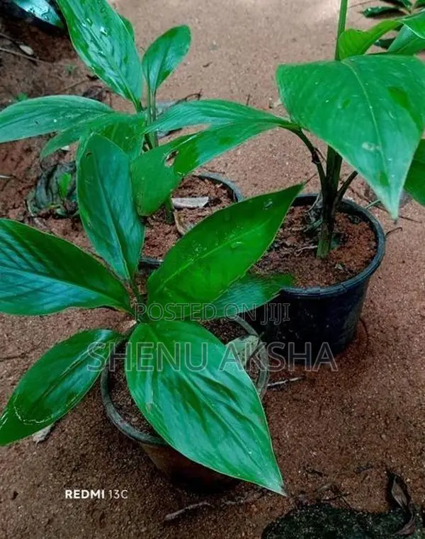 දෙවොල් රත් කෙසෙල් පැළ