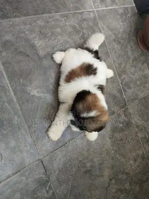 Shih Tzu Puppies