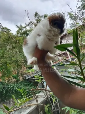 Shih Tzu Puppies