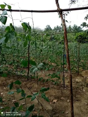 Land for Sale in Meepe