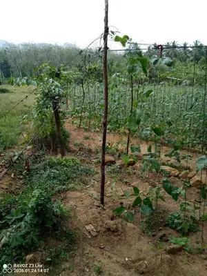 Land for Sale in Meepe