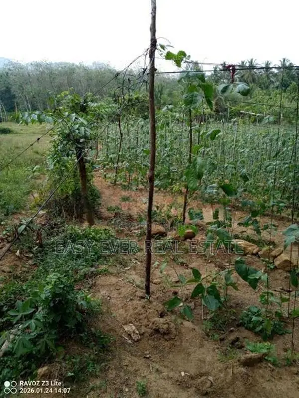 Land for Sale in Meepe