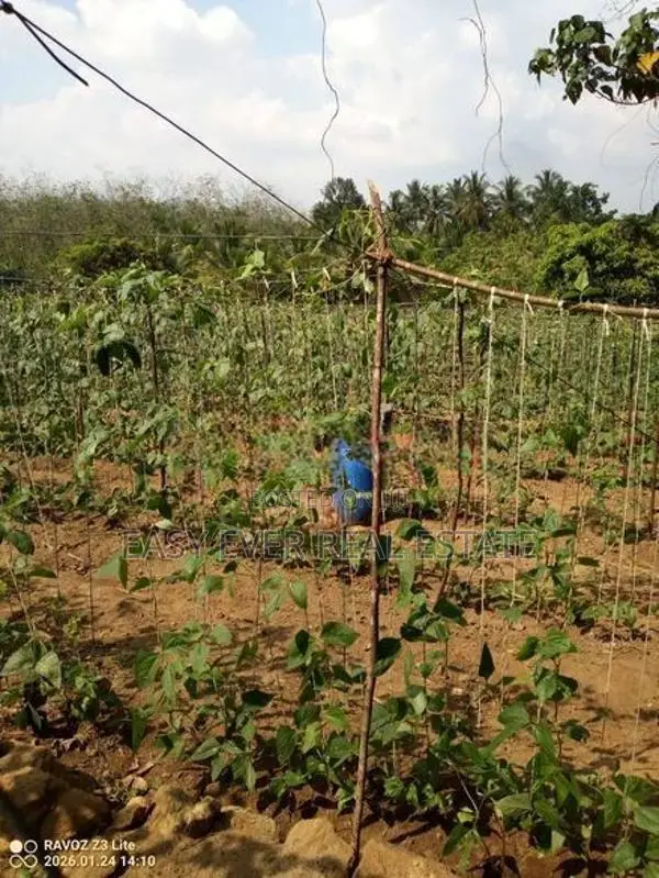 Land for Sale in Meepe
