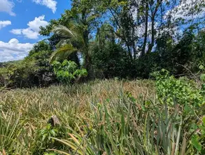 Land for Sale in Yagoda