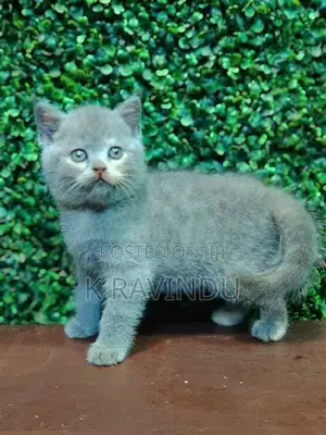 British Short Hair Kitten