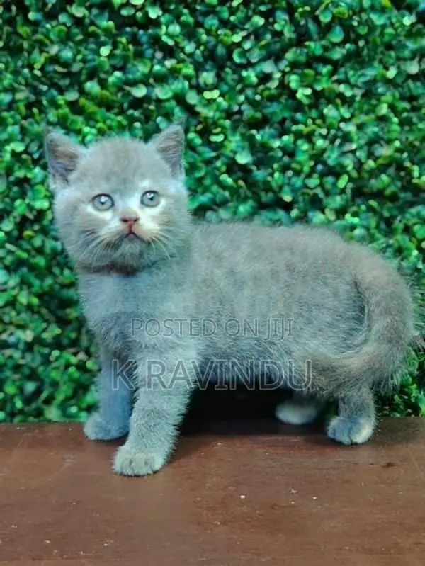 British Short Hair Kitten