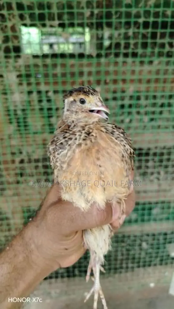 Quail Chicks